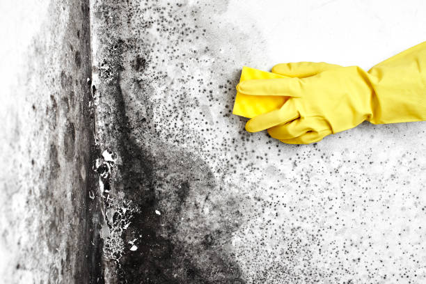 Best Attic Mold Remediation in Amelia, OH
