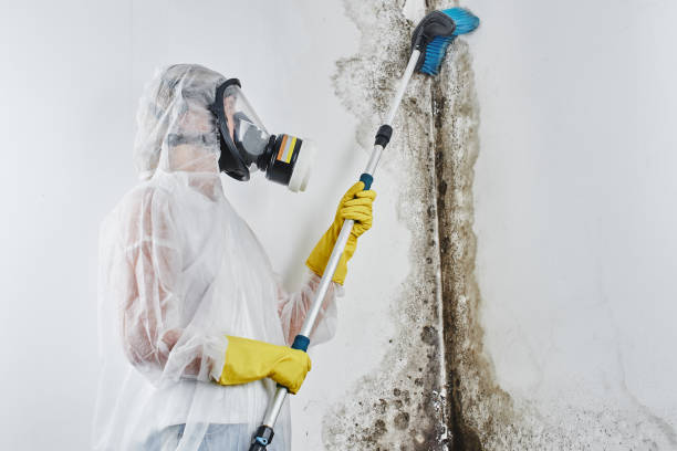 Best Basement Mold Remediation in Amelia, OH
