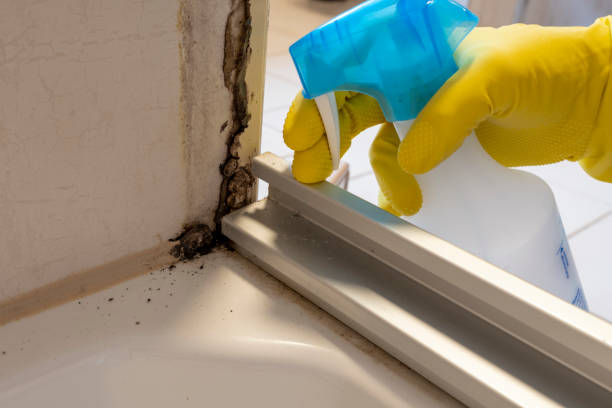 Best HVAC Mold Remediation in Amelia, OH