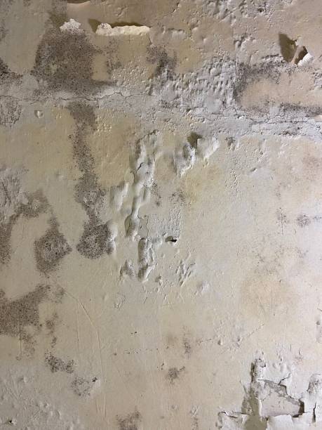 Best Mold Testing and Inspection Services in Amelia, OH