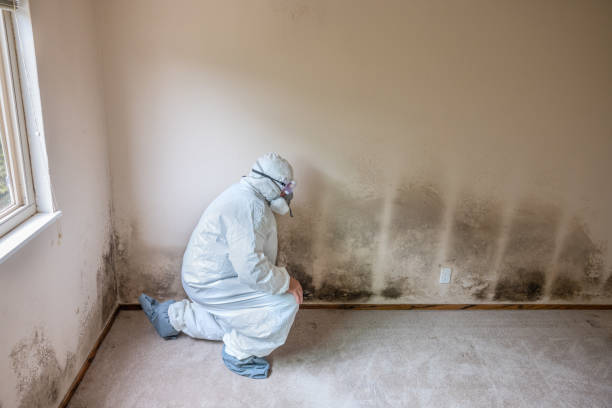 Best Localized Mold Remediation (e.g., coastal areas, humid climates) in Amelia, OH
