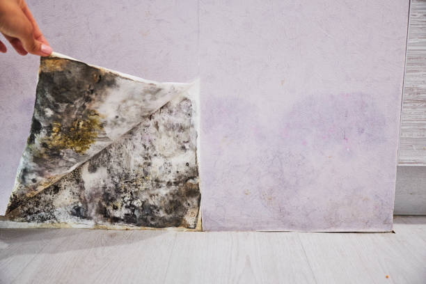 Best Preventive Mold Services in Amelia, OH